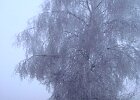 DSC00504