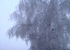 DSC00507